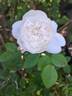 Winchester Cathedral ® rose photo
