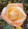 Evergreen Gene ™ rose photo