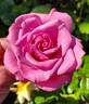 Fragrant Plum rose photo