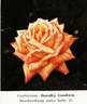 Dorothy Goodwin rose photo