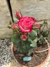 Dreamcatcher rose photo