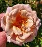 Connie's Sandstorm rose photo