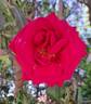 Grande Classe rose photo