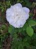 Winchester Cathedral ® rose photo