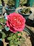 Star of the Nile ™ rose photo