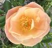 Above and Beyond rose photo