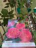 I Am Grateful™ Plant'n'relax® rose photo