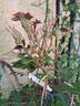I Am Grateful™ Plant'n'relax® rose photo