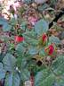 Robert Pineau rose photo