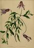 C. cylindrica Sims. clematis photo