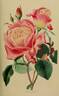 Triomphe du Luxembourg rose photo