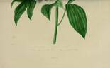 Hissiana peony photo