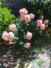 Elysium Fields rose photo