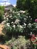 Lilac Wine rose photo