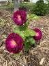 Twilight Zone rose photo