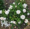 Winchester Cathedral ® rose photo