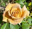 Honey Dijon ™ rose photo