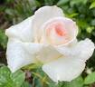 Secret's Out! rose photo