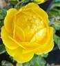 Rise 'n' Shine rose photo