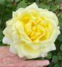 Chantilly Cream ™ rose photo