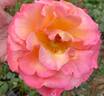 Colorific rose photo