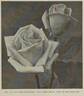 Deception rose photo