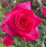 Signature ® rose photo