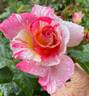 Cabana ™ rose photo