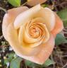Grand Prize ™ rose photo