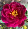 Sweet Thomas rose photo