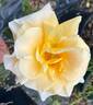 Amber Waves ™ rose photo