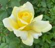 Chantilly Cream ™ rose photo