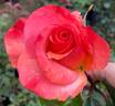 Colorific rose photo