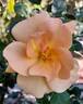 Chinook Sunrise rose photo