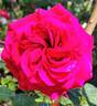 Claret rose photo