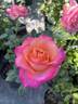 Surina rose photo
