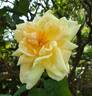 Duchess of Wellington rose photo