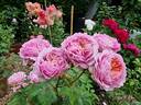 Eisvogel rose photo