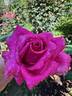 Spiral Pink rose photo