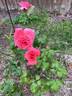 Montezuma rose photo