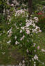 Madame Jenny rose photo