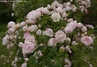 Madame Jenny rose photo