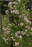 Madame Jenny rose photo