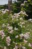 Madame Jenny rose photo