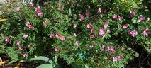 Mary Queen of Scots rose photo