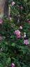 Mary Queen of Scots rose photo