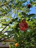 Florence Arthaud rose photo