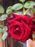 BlackBerry ® rose photo