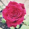 Noblesse ® rose photo