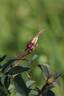 Louis Riel rose photo